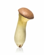 Antistresinis grybas "Matsutake", 16 x 7 cm Antistresinis grybas "Matsutake", 16 x 7 cm