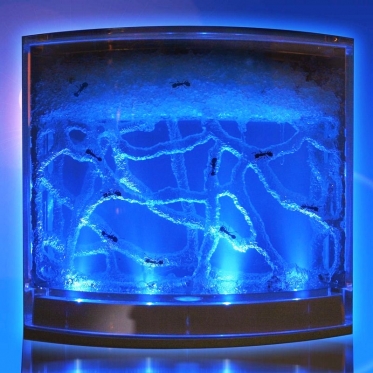 Skruzdžių labirintas su geliu ir LED apšvietimu, 17 x 13 x 3,5 cm