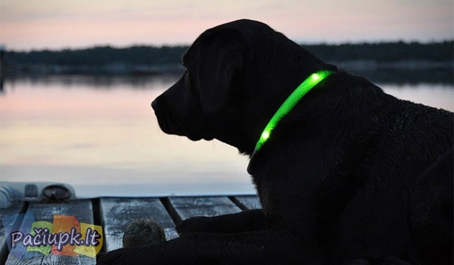Ryškiai šviečiantis, tvirtas ir patogus LED antkaklis šunims, XS dydis