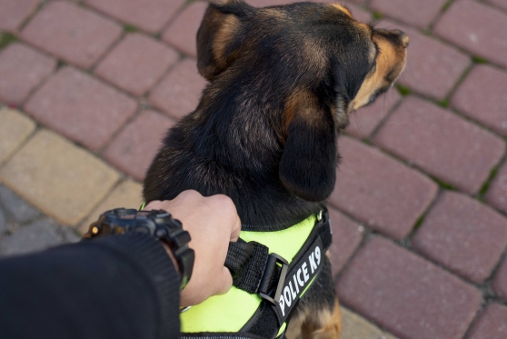 Pakinktai šuniui "Police K9", 65 - 80 cm (juodi, raudoni)