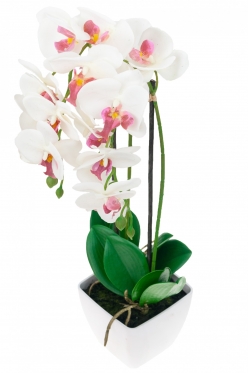 Dirbtinė dvistiebė orchidėja vazone, 55 cm (balta, rožinė)