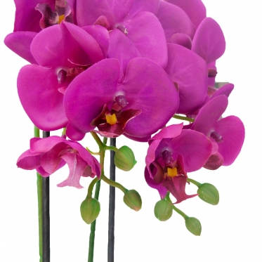 Dirbtinė dvistiebė orchidėja vazone, 55 cm (tamsiai violetinė)