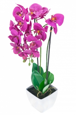 Dirbtinė dvistiebė orchidėja vazone, 55 cm (tamsiai violetinė)