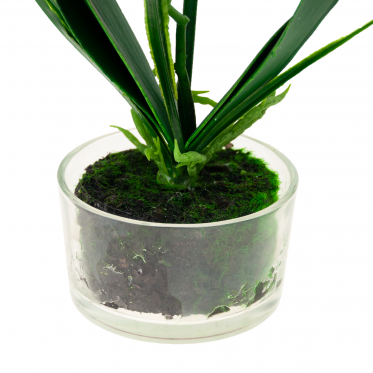 Dirbtinė dvistiebė orchidėja vazone, 35 cm (balta)
