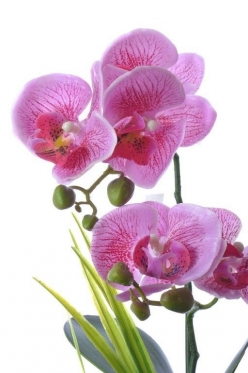 Dirbtinė vieno stiebo orchidėja vazone, 33 cm (šviesiai rožinė)
