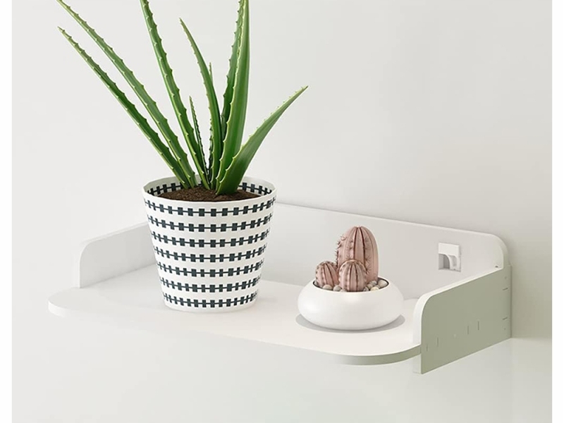 Sieninė Lentyna, Balta Matinė