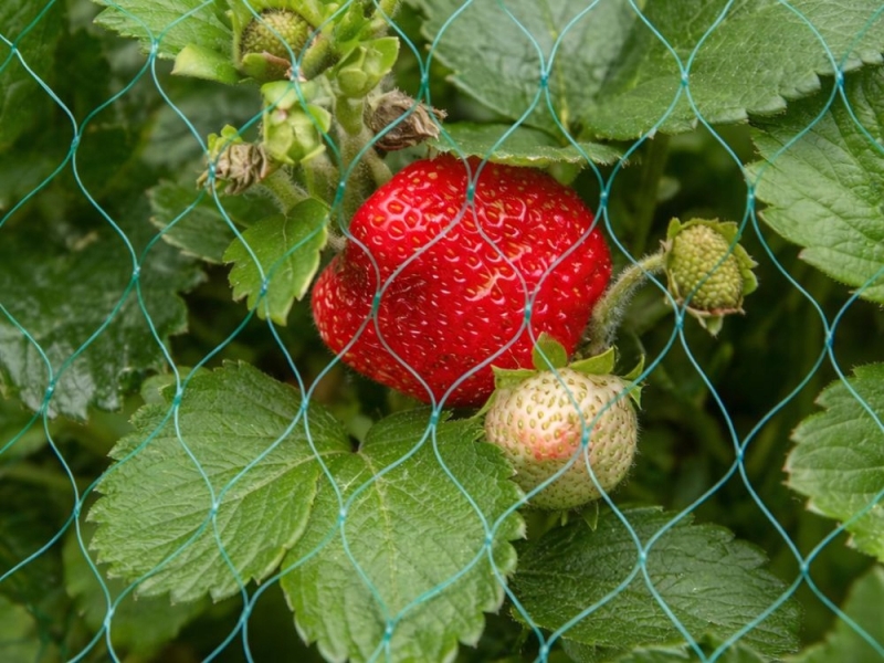 Apsauginis Tinklas Nuo Paukščių, 2 x 5 m